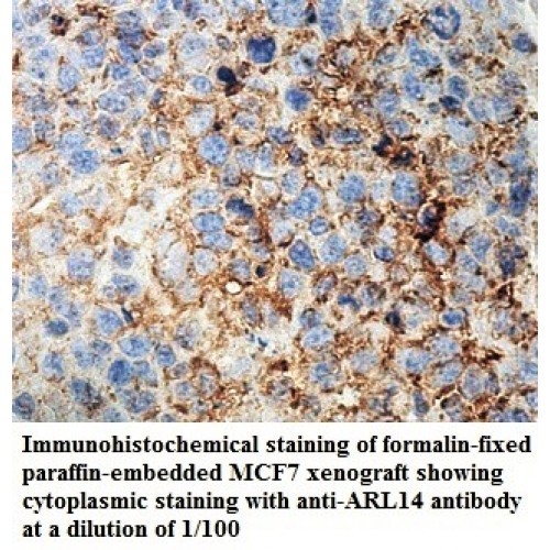 ARL14 Antibody