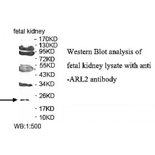 ARL2 Antibody