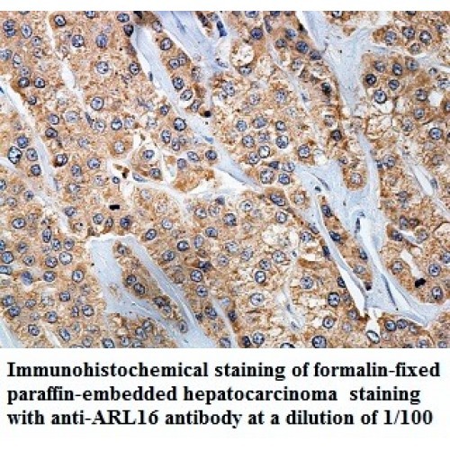 ARL16 Antibody