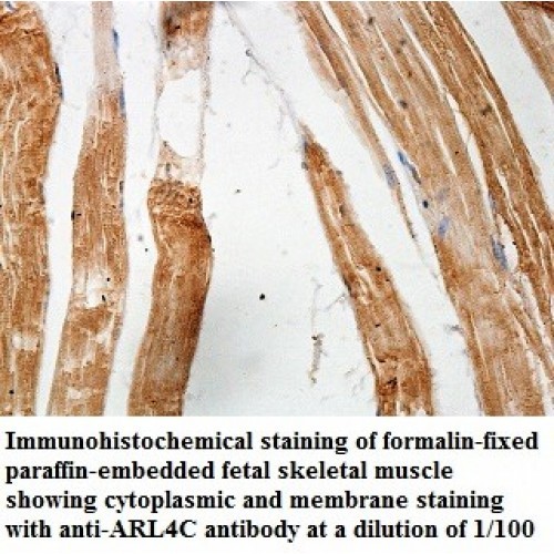 ARL4C Antibody