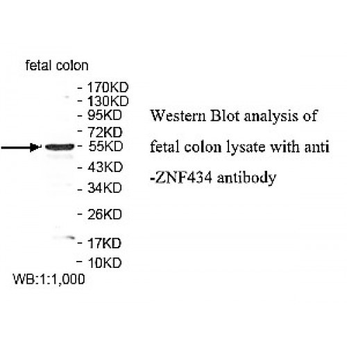 ZNF434 Antibody