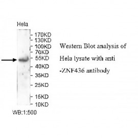 ZNF436 Antibody