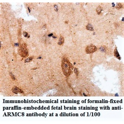 ARMC8 Antibody