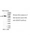ARMC8 Antibody
