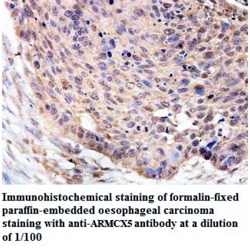 ARMCX5 Antibody
