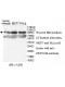 ZNF512B Antibody