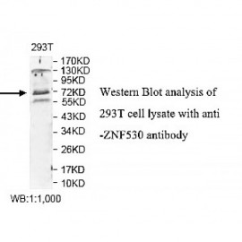 ZNF530 Antibody
