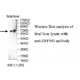 ZNF543 Antibody