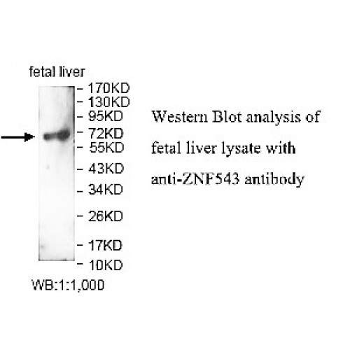 ZNF543 Antibody