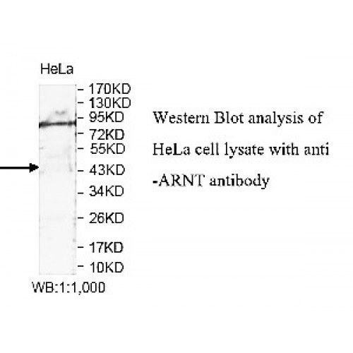 ARNT Antibody