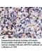 ARNTL2 Antibody
