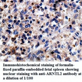 ARNTL2 Antibody