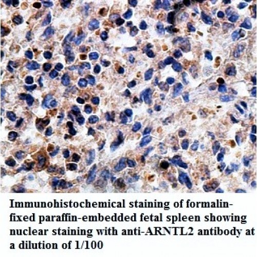 ARNTL2 Antibody