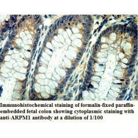 ARPM1 Antibody