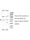 ARPM1 Antibody