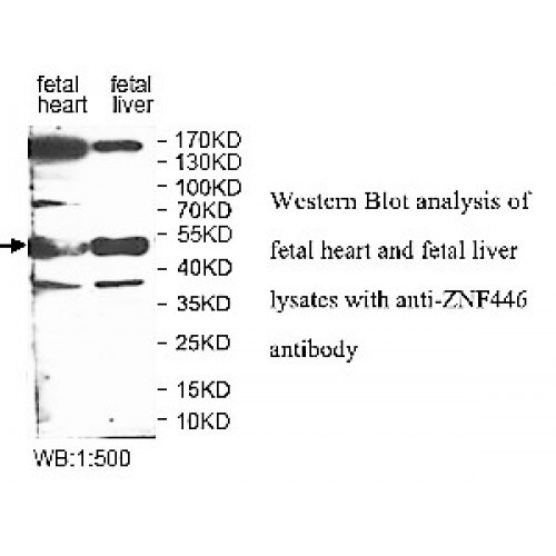 ZNF446 Antibody