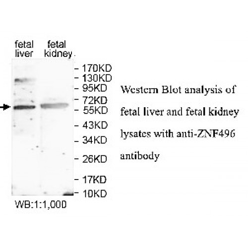 ZNF496 Antibody
