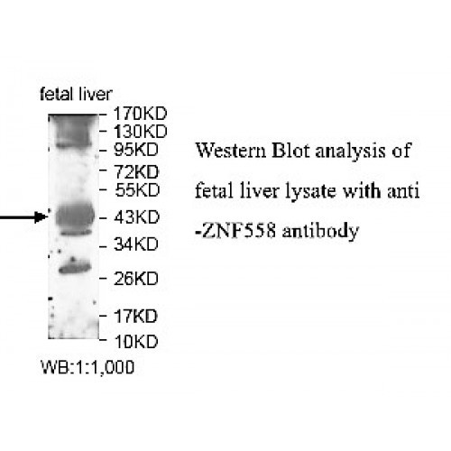 ZNF558 Antibody