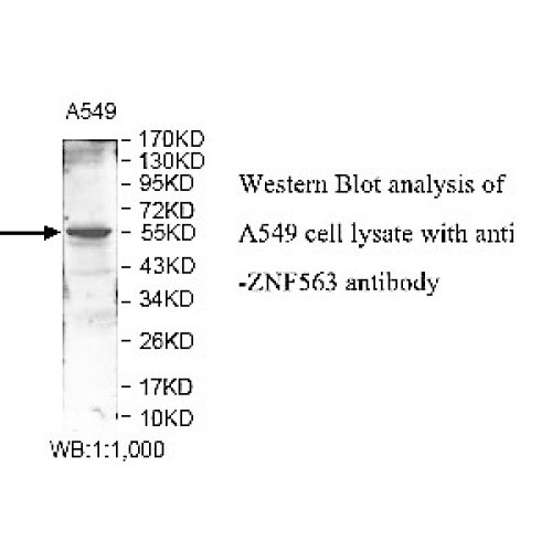 ZNF563 Antibody
