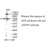 ZNF567 Antibody