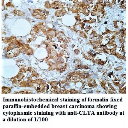 CLTA Antibody