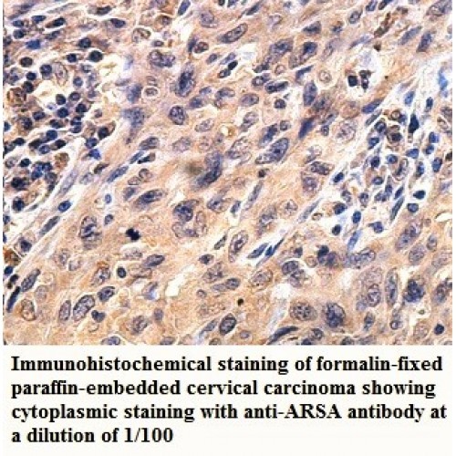 ARSA Antibody
