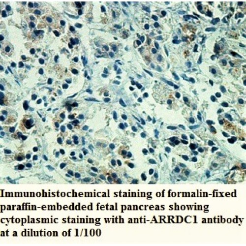 ARRDC1 Antibody