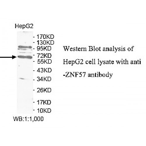 ZNF57 Antibody