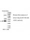 ASB1 Antibody