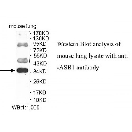 ASB1 Antibody