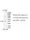 ASB11 Antibody