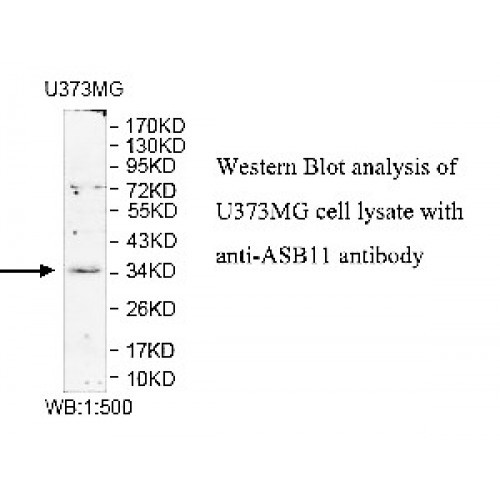 ASB11 Antibody