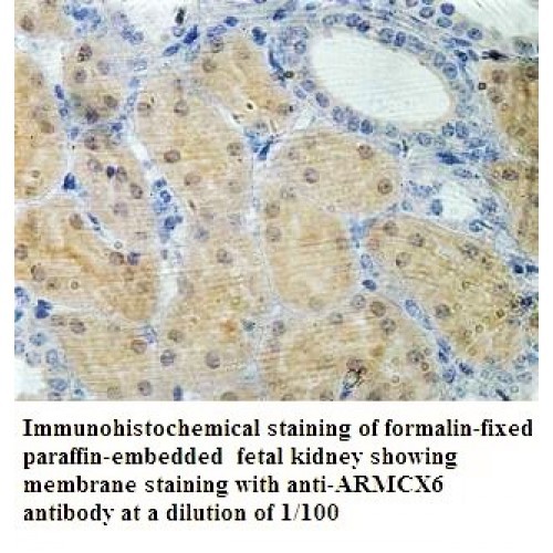 ARMCX6 Antibody