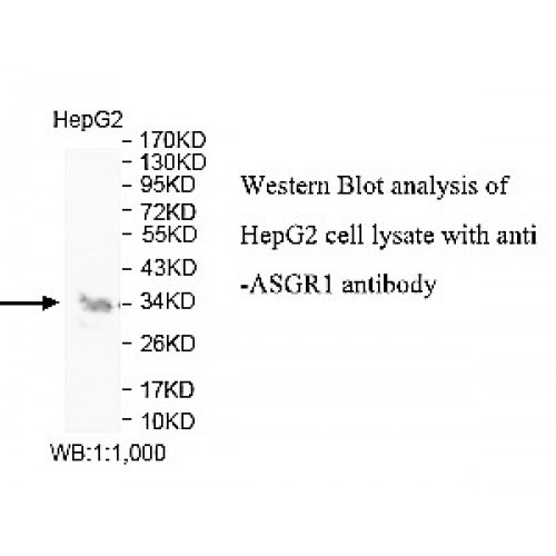 ASGR1 Antibody