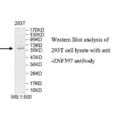 ZNF397 Antibody