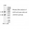 ZNF415 Antibody