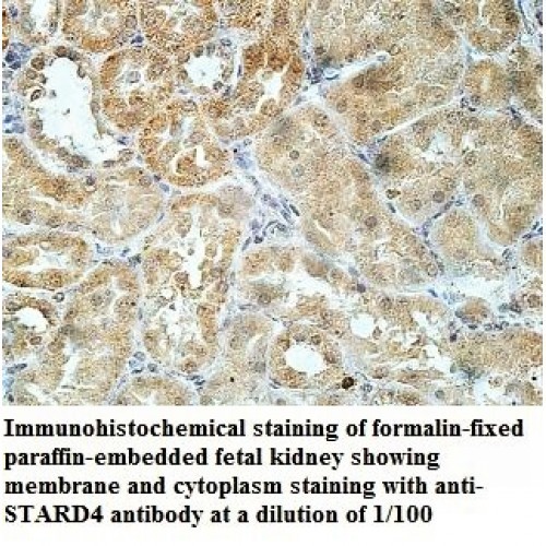 STARD4 Antibody