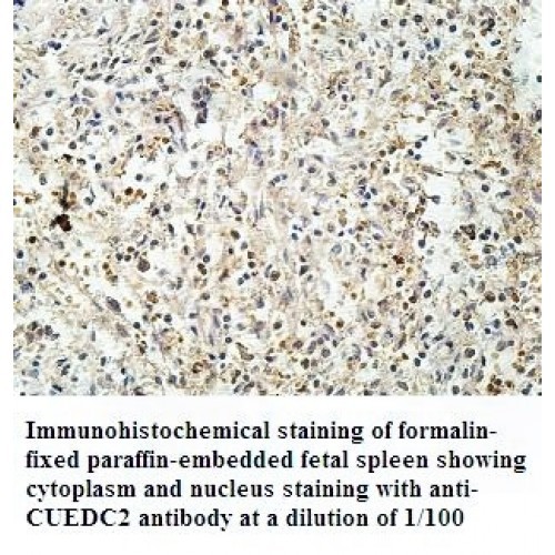 CUEDC2 Antibody