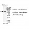ZNF680 Antibody