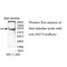 ZNF70 Antibody