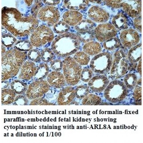 ARL8A Antibody