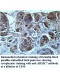 ARMC7 Antibody