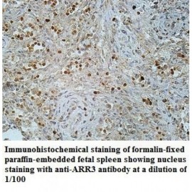 ARR3 Antibody