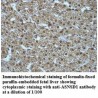 ASNSD1 Antibody