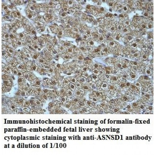 ASNSD1 Antibody