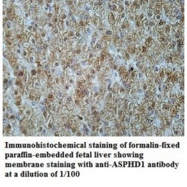 ASPHD1 Antibody