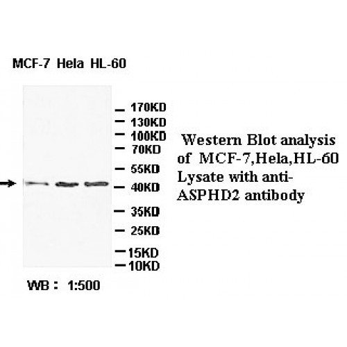 ASPHD2 Antibody