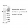ZNF639 Antibody