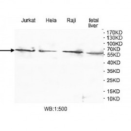 ZNF577 Antibody