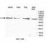 ZNF577 Antibody